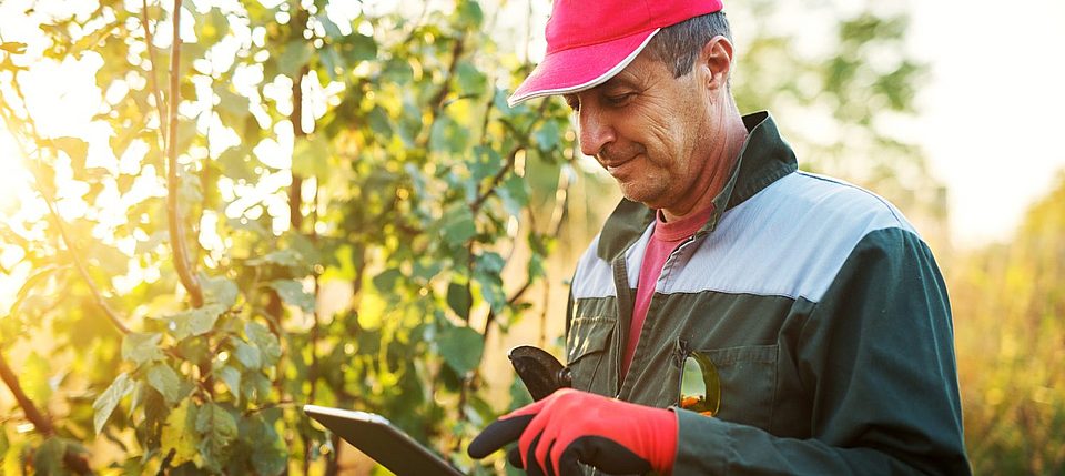 Gärtner mit roter Kappe und Handschuhen nutzt ein Tablet bei der Arbeit im Freien